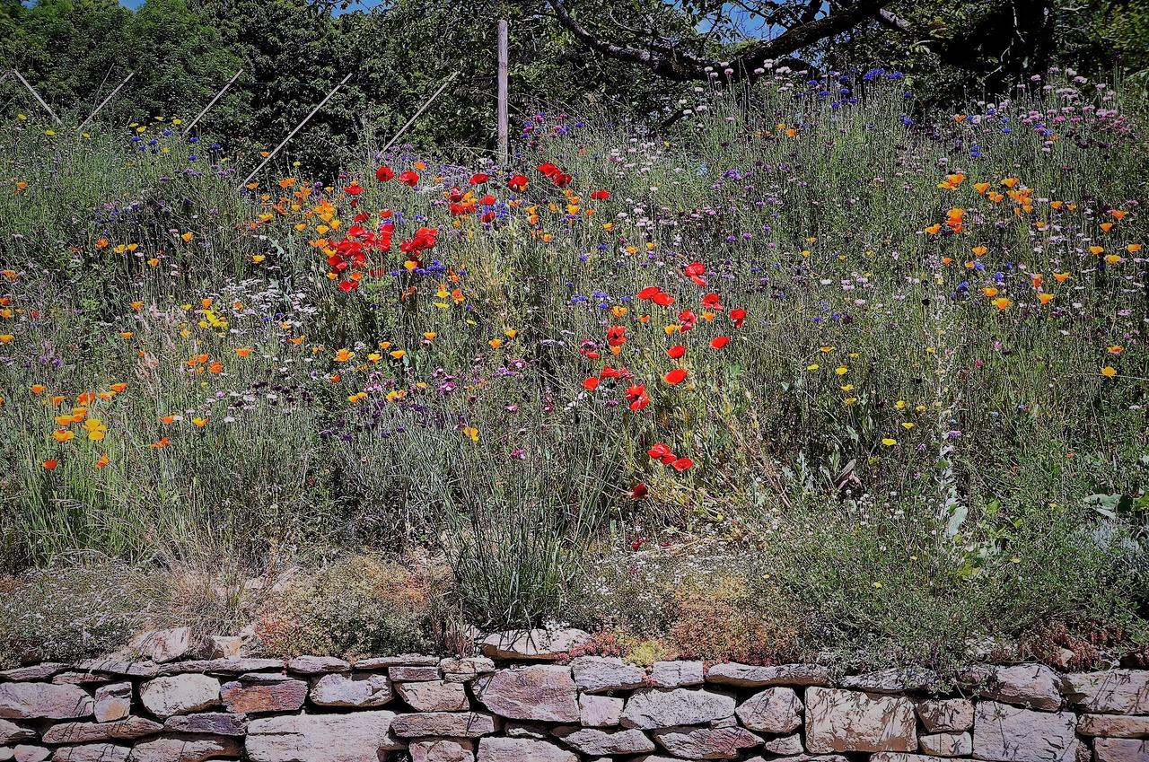 Domaine Des Marequiers Chambre Pimprenelle Saint-Germain-du-Teil Εξωτερικό φωτογραφία